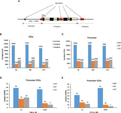 DNA methylation profiling reveals novel pathway implicated in cardiovascular diseases of diabetes